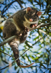 Ring-tail Possum