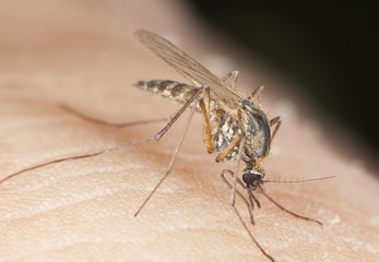 Mosquito sucking blood, extreme close-up