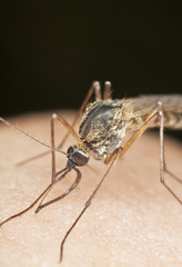 Mosquito sucking blood, extreme close-up