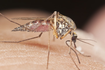 Mosquito sucking blood