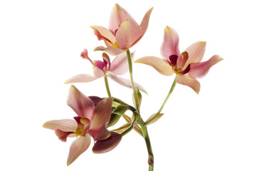 Wild orchid on white background