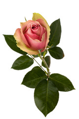 Naklejka premium Beautiful rose isolated on white background