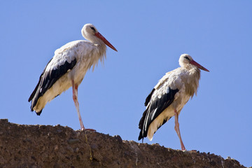 Fototapeta premium Two storks