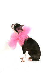 Boston terrier with pink collar