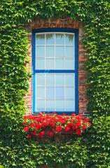 The green ivy curls round a window
