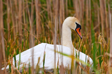 Wild Mother Swan Sits On Nest Protecting Her Eggs