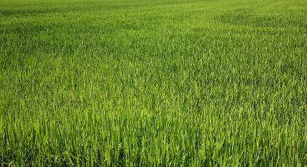 Field with green grass