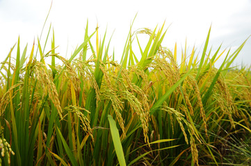 shot of rice field and drops