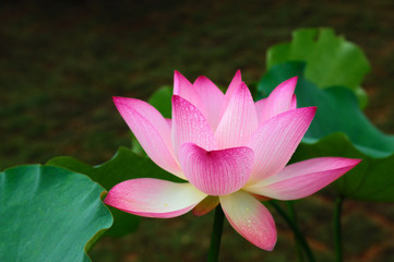 lotus flower .