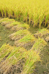 shot of rice field and drops