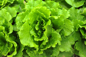healthy lettuce growing in the soil .