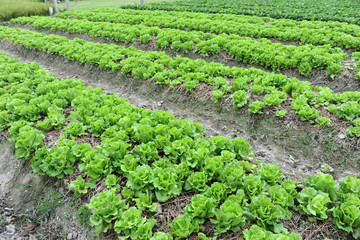 healthy lettuce growing in the soil .