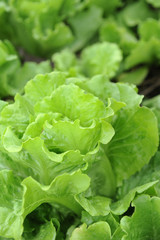 healthy lettuce growing in the soil .