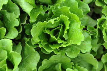 healthy lettuce growing in the soil .