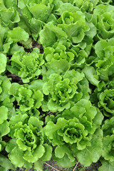 healthy lettuce growing in the soil .