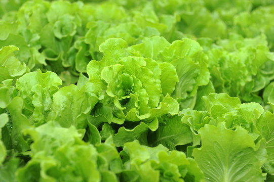Fresh salad lettuce