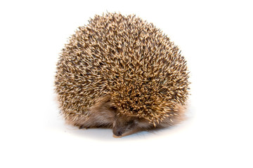 Obraz premium Hedgehog