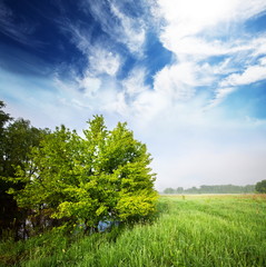 Fototapeta premium Tree in field