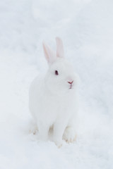 white bunny rabbit in the snow