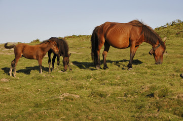 One female horse with her two foals in a meadow
