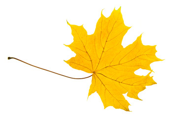 Yellow sheet of a maple