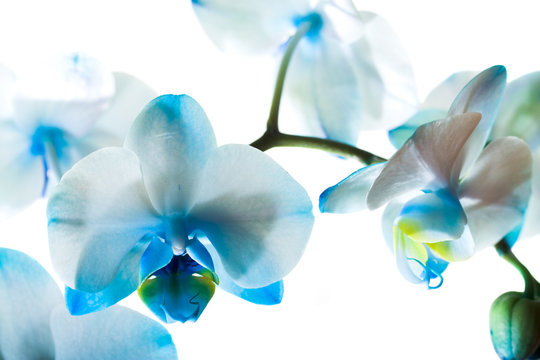 Fototapeta Dark blue orchid