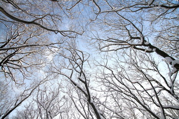 Verschneite Baumkronen im Wald