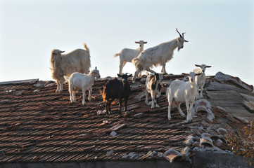 goats on the roof