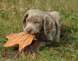 WEIMARANER 40GG
