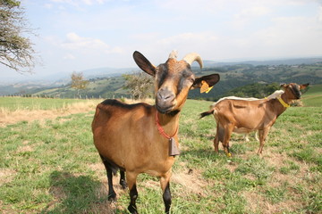 chèvre alpine à l'exterieur