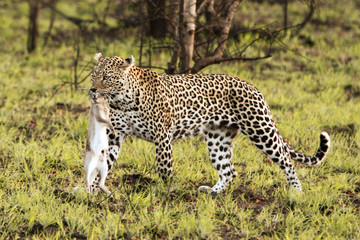 Leopard und Beute