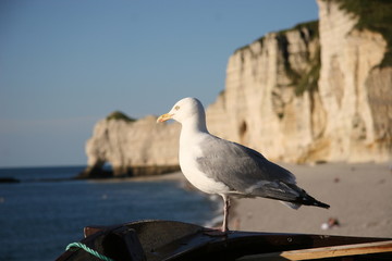 Fototapeta na wymiar Seagull w Etretat