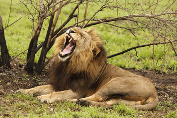 Well roared, lion!