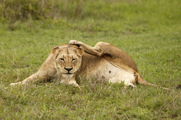 Lion