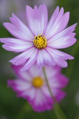 Obraz premium コスモス