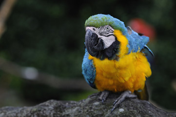 ルリコンゴウインコ