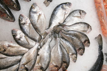 see bream