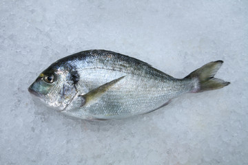 see bream
