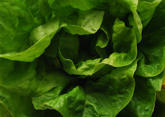 Fototapeta na wymiar lettuce