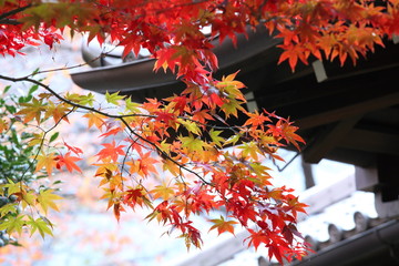 紅葉 (東京国立博物館)