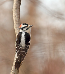Downy Woodpecker, Picoides pubescens
