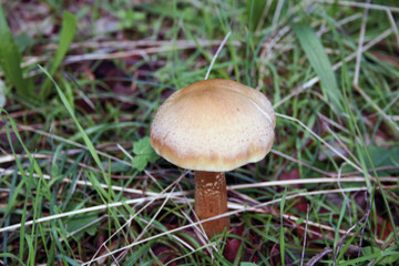 Seta
