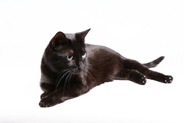 Black cat on white background