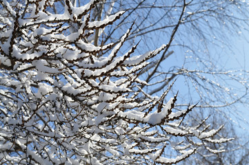 Snow-covered branches