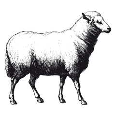 mouton