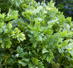 feuilles de c&eacute;leri bio