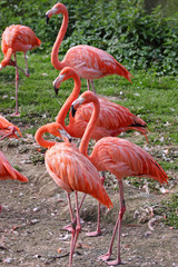 Fototapeta na wymiar Members of a Flock of Caribbean Flamingo (phoenicopterus ruber)