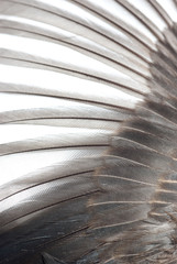 bird wing texture