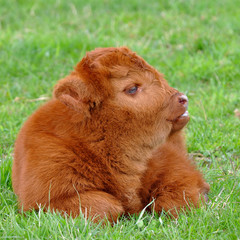cute calf of highland cattle
