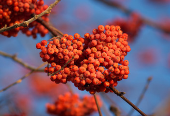 Rowan berries bunch on tree branch close-up